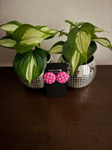 Dotty Earrings -Pink